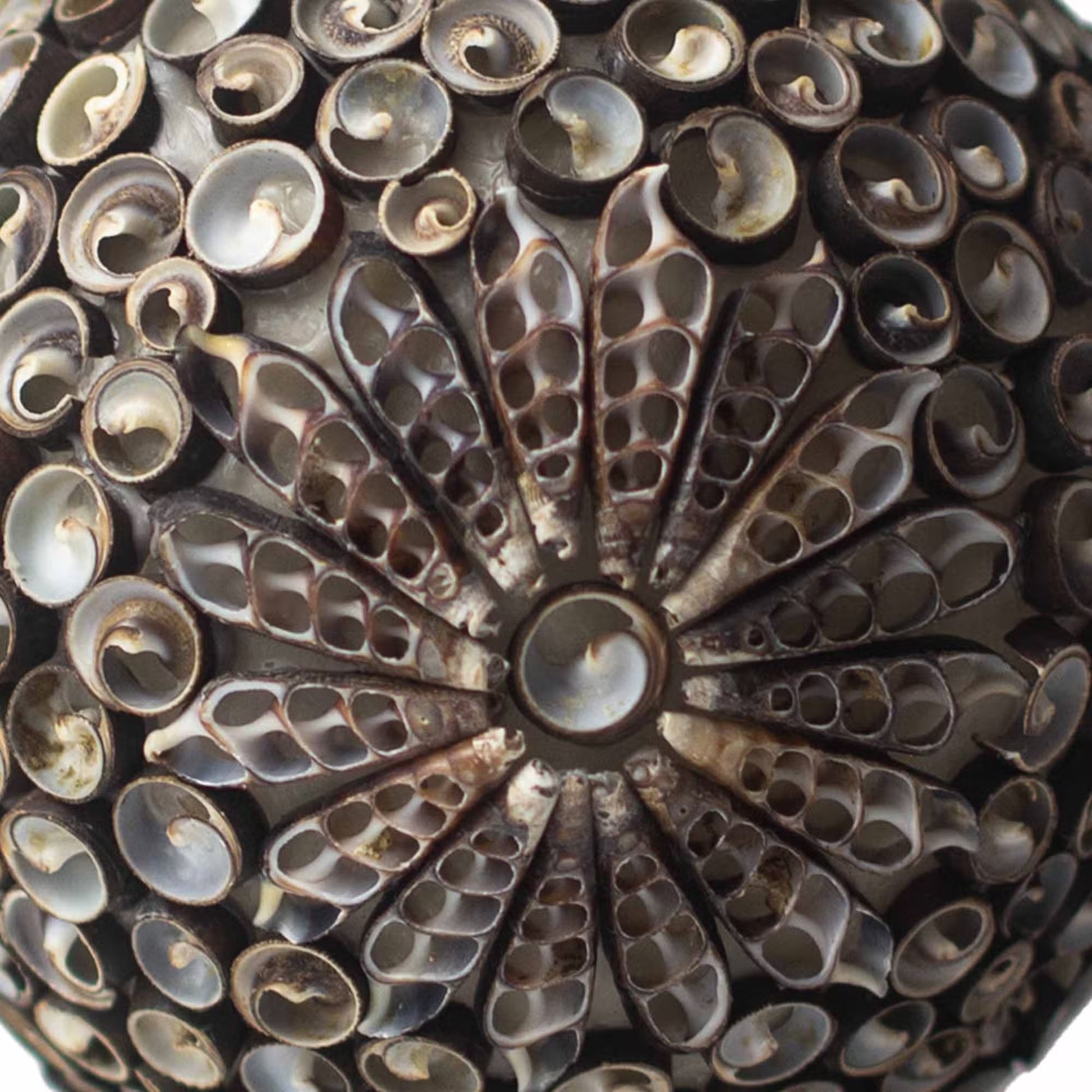 Close-up of a decorative object with a central floral design and surrounding circular patterns.